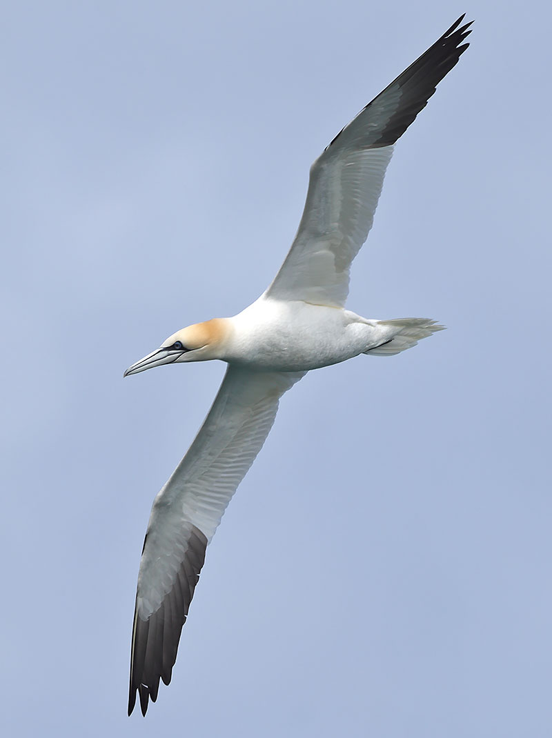 Gannet